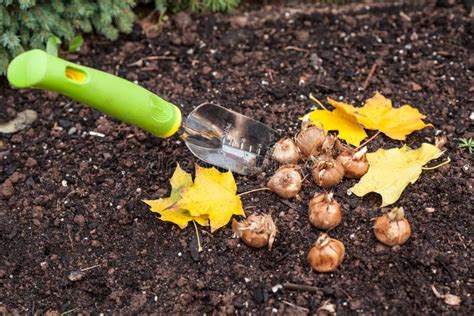 crocus bulbs for fall planting.